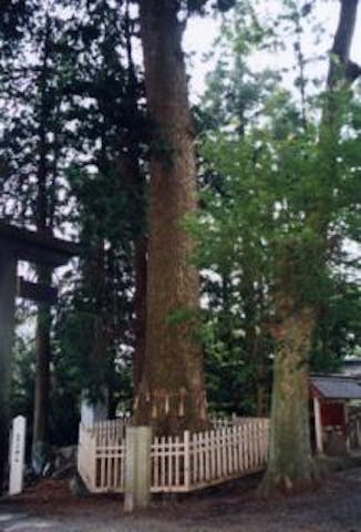 大宮熱田神社のモミの巨木