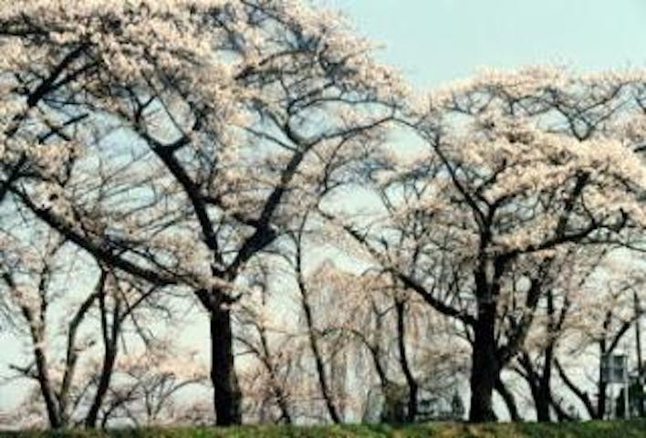 夫婦堤の桜