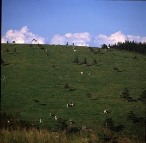 【開催中止】美ヶ原放牧祭り