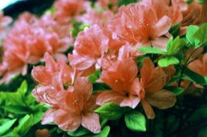 大輪寺のつつじ