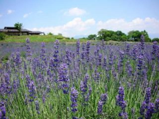 信州国際音楽村のラベンダー