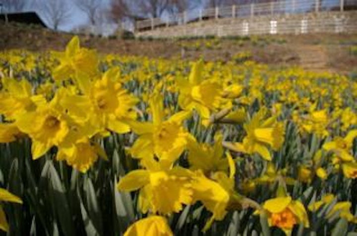 信州国際音楽村のスイセン