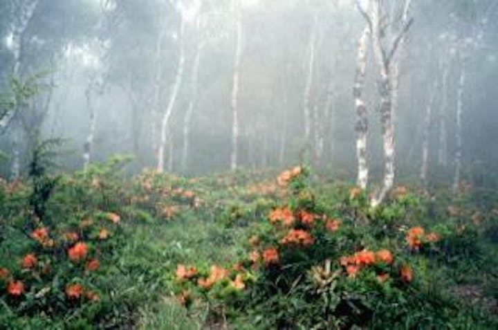 美ヶ原高原・白樺平のレンゲツツジ