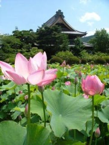 信濃国分寺の蓮