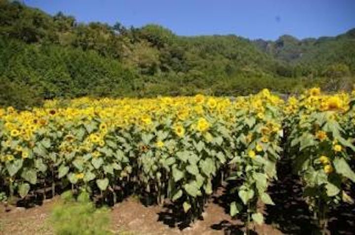 独鈷山麓宮沢地区御屋敷平のひまわり畑