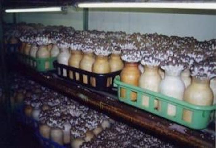 きのこむら深山