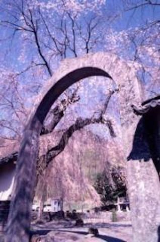 長谷寺のしだれ桜