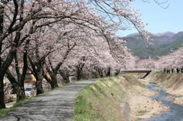 横河川の桜アーチ