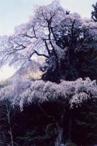 中郷黒川のしだれ桜