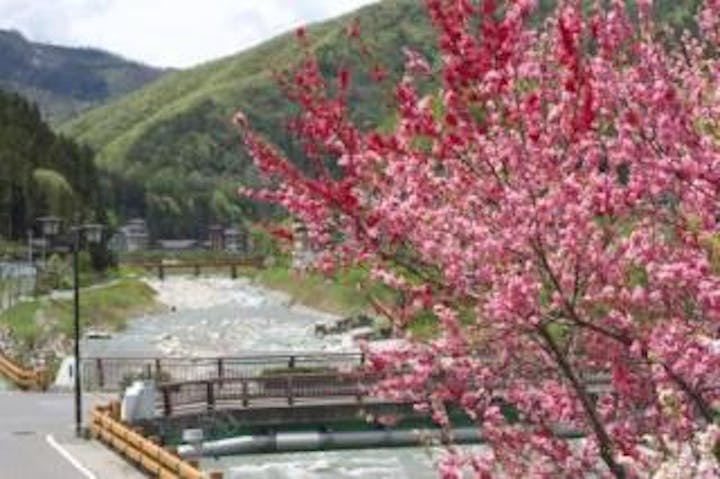 【2021年は祭としてのイベント開催なし】花桃まつり