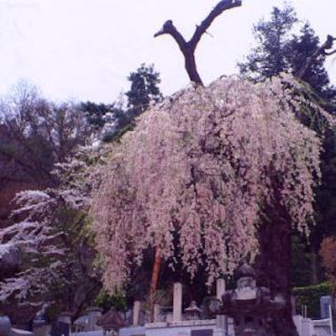 温泉寺のシダレザクラ
