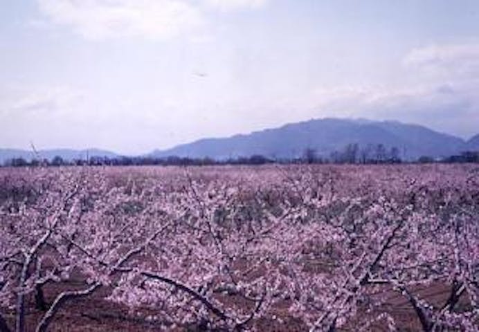 千曲川河川敷の桃の花