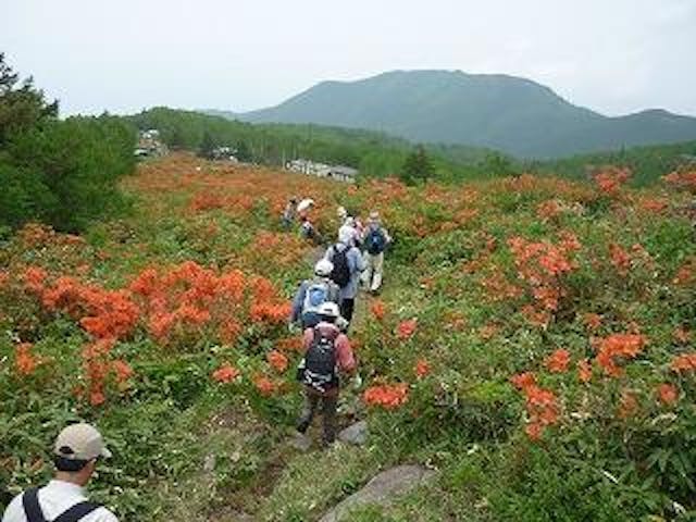 五味池破風高原自然園のレンゲツツジ