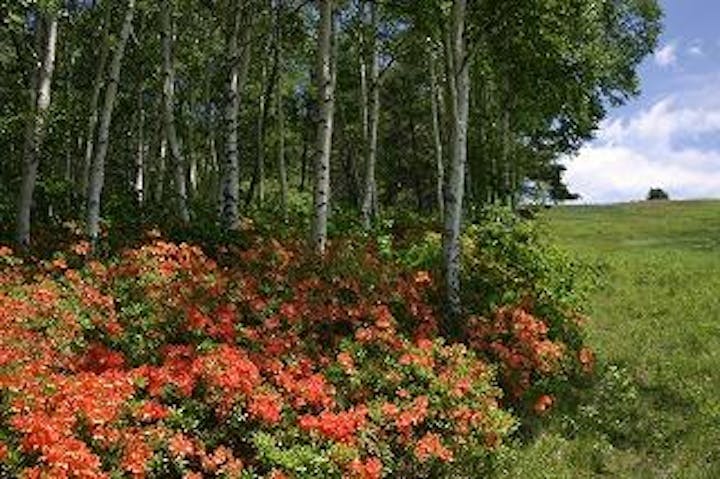 峰の原高原のレンゲツツジ
