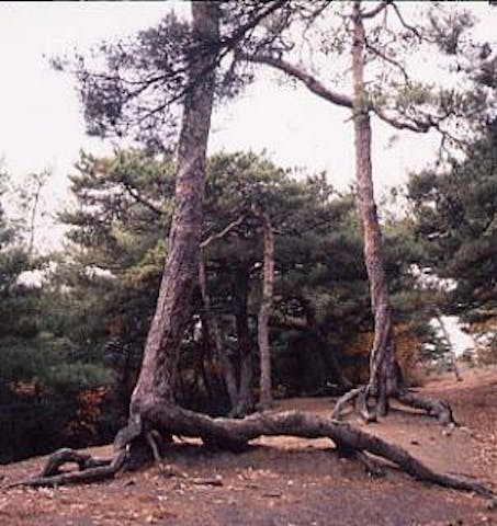 臥竜山根あがりねじれ松