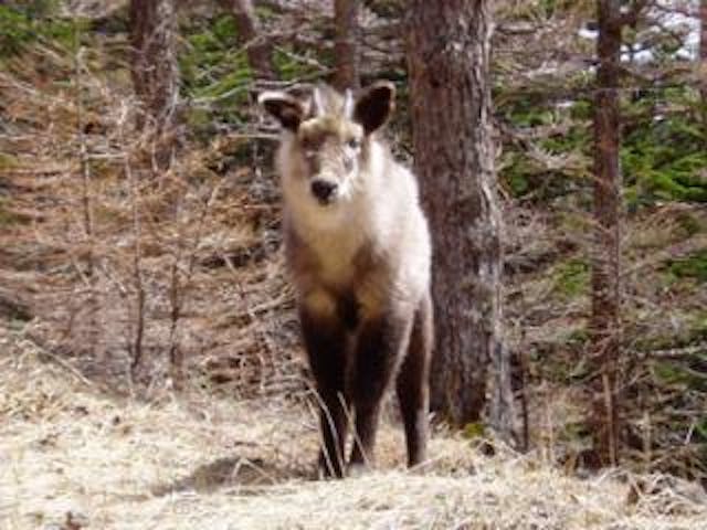浅間山麓のニホンカモシカ