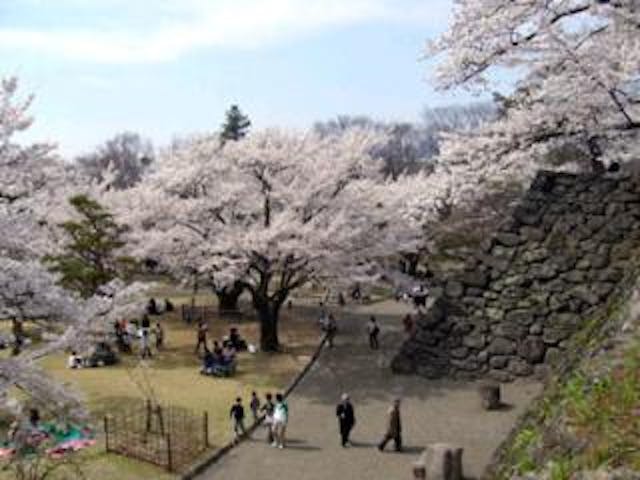 小諸城址懐古園の桜