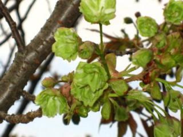 野馬取水源地のみどりの桜