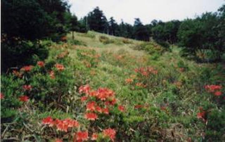 高峰高原のつつじ