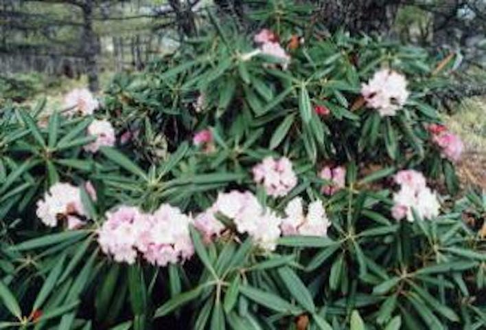 高峰高原のシャクナゲ