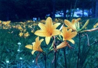 スポットの写真