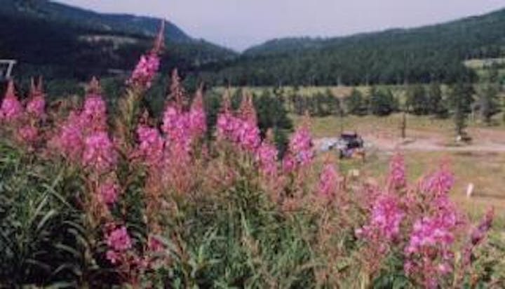 高峰高原のヤナギラン