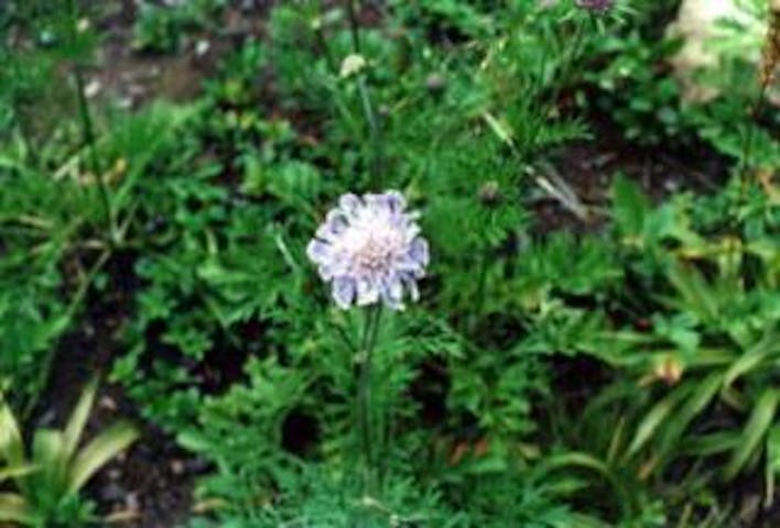 高峰高原のマツムシソウ