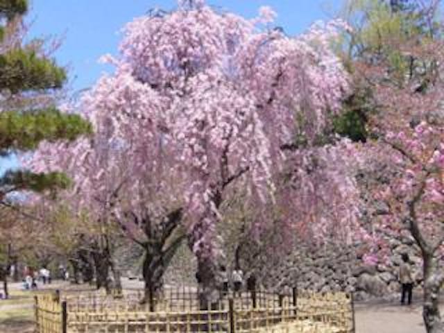 小諸城址懐古園の小諸八重紅枝垂