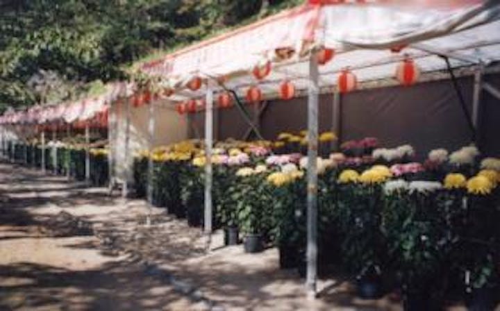 第53回 東信菊花展