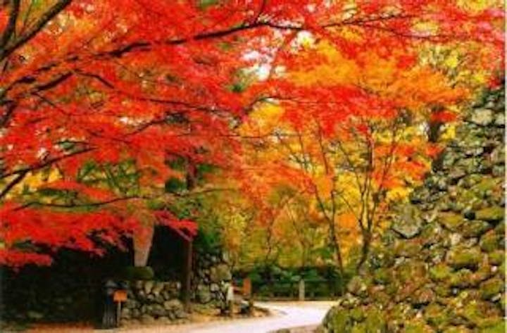 小諸城址懐古園紅葉まつり