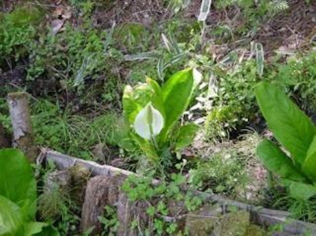 仲仙寺の水芭蕉