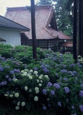 深妙寺のあじさい