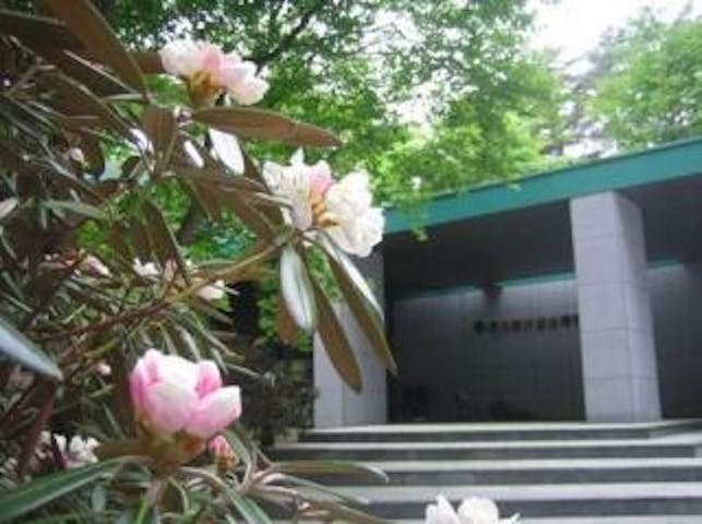 登内時計記念博物館のシャクナゲ