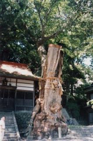 山寺白山社・八幡社合殿のケヤキ