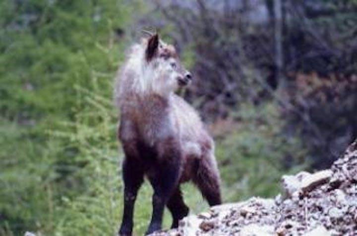 駒ヶ岳ロープウェイ線のカモシカ
