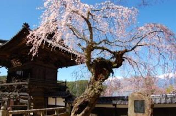 蔵澤寺のしだれ桜