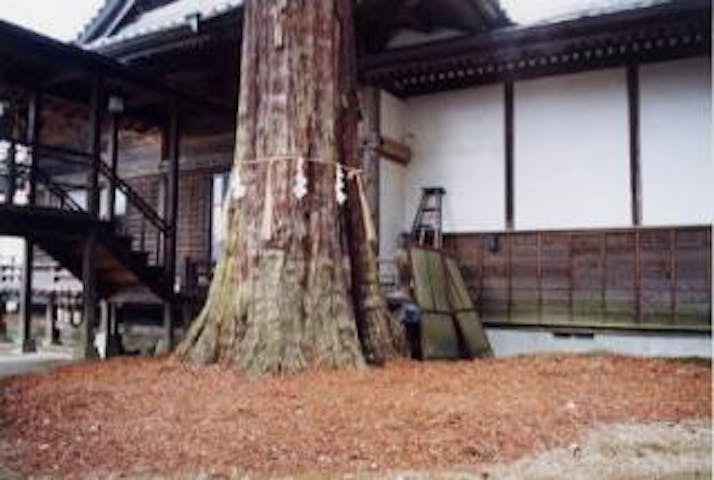 長春寺のコウヤマキ