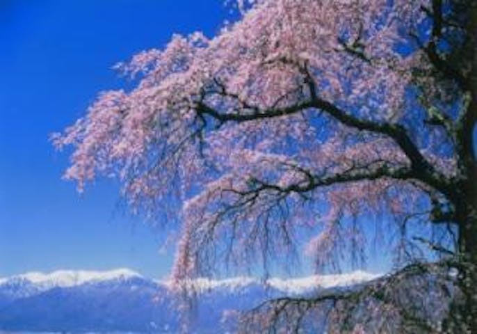 栖林寺のしだれ桜