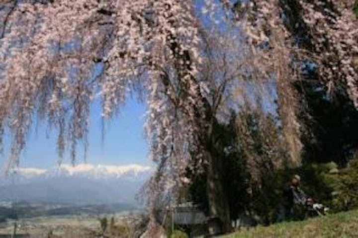 吉瀬のしだれ桜