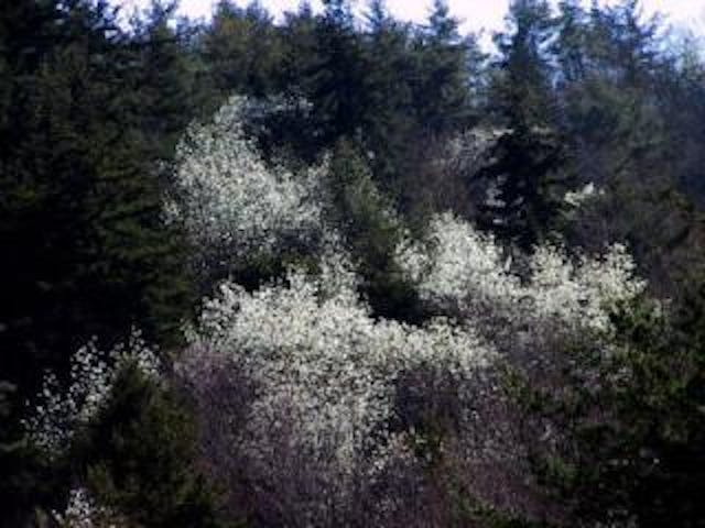 中沢中山のこぶし