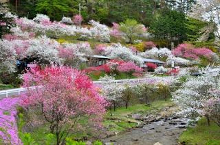 中沢すみよしやの花桃