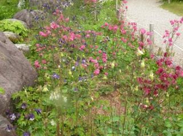 森と水のアウトドア体験広場の花の庭