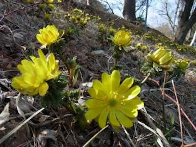 大沼湖の福寿草