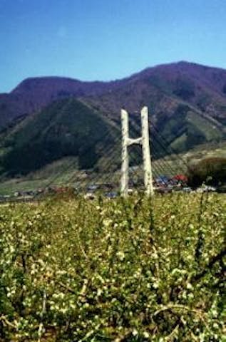 中野市のりんごの花