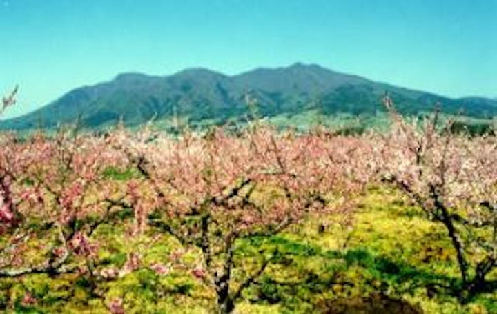 中野市の桃の花