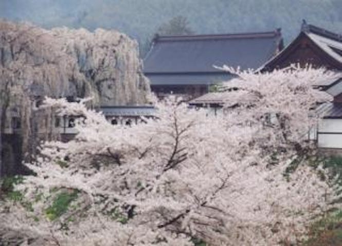 谷厳寺の桜