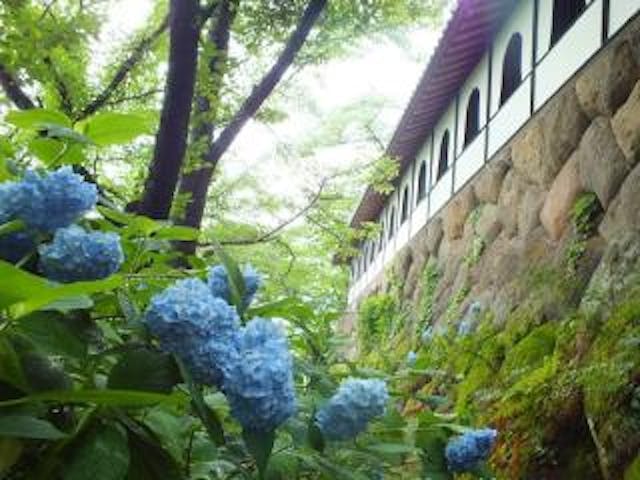 谷厳寺のあじさい