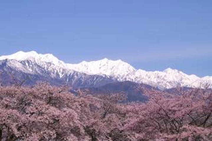 おおまち桜まつり