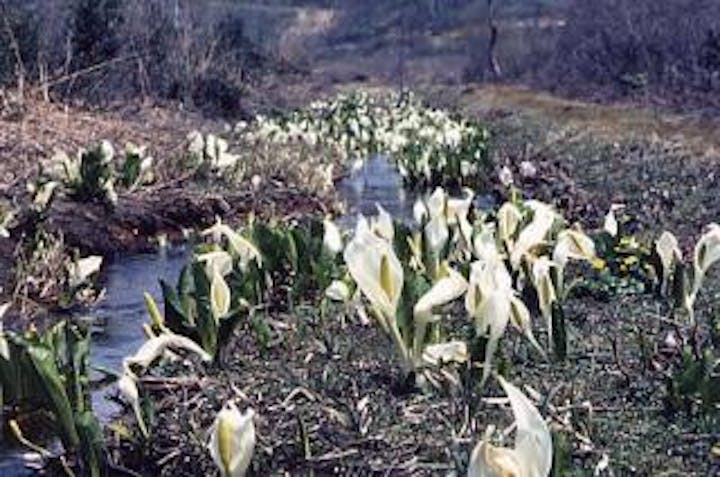 斑尾高原の水芭蕉