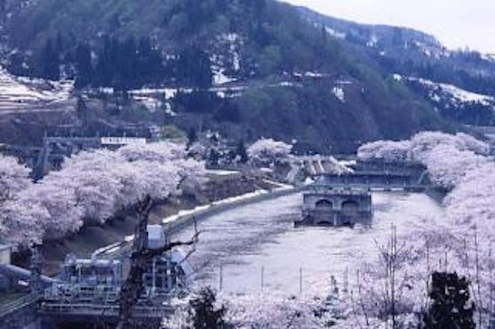 西大滝ダムの桜